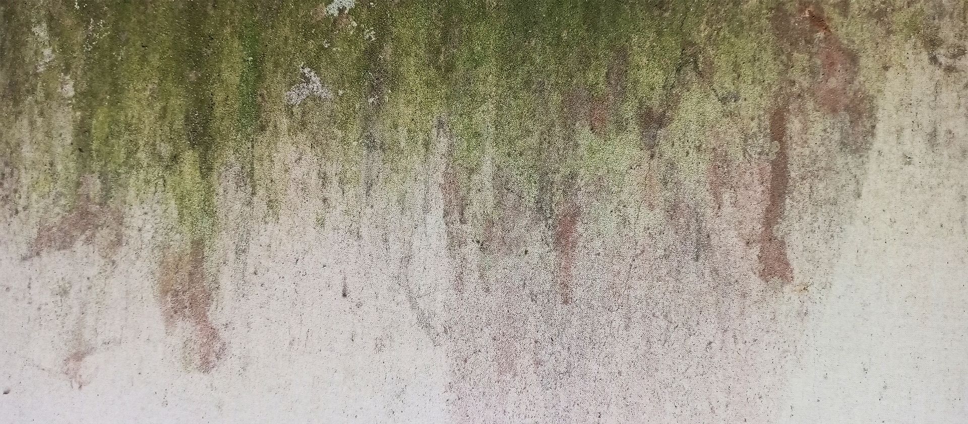 Feuchtigkeit im Mauerwerk – Algen