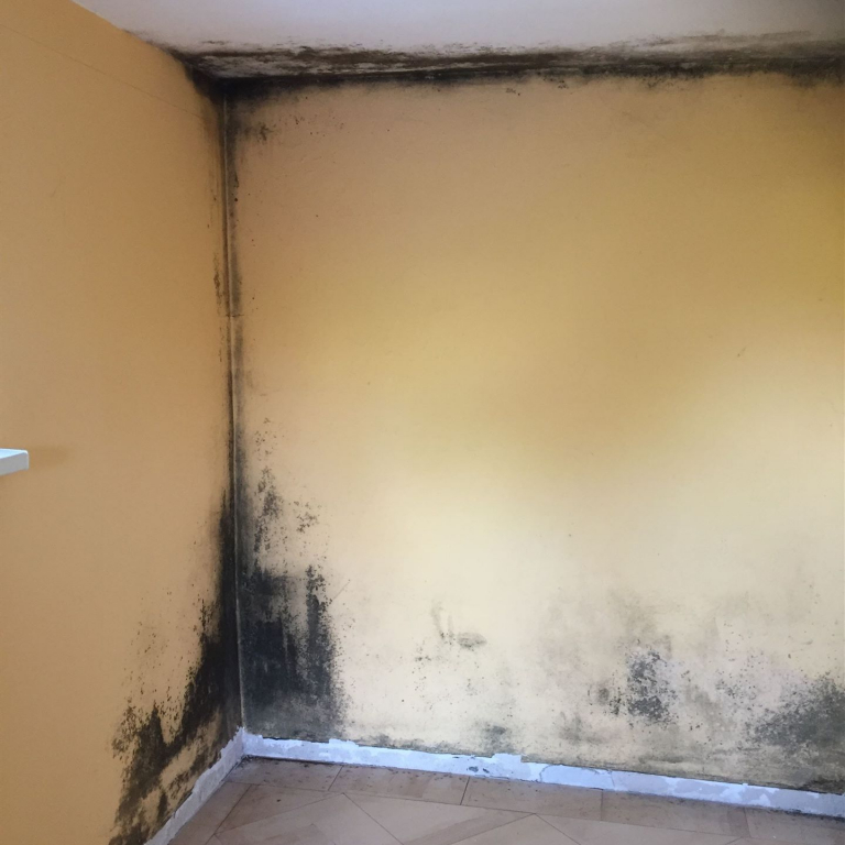 schimmelpilz referenz